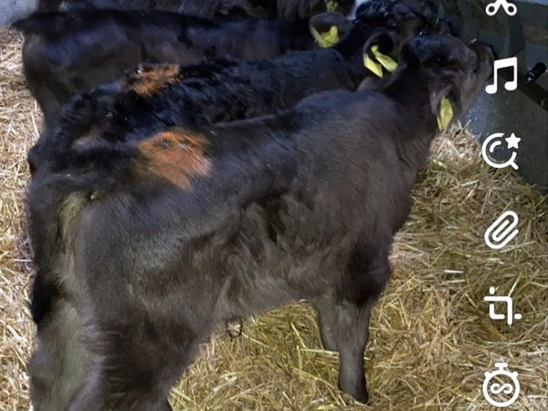 Limousin/Friesian Calves