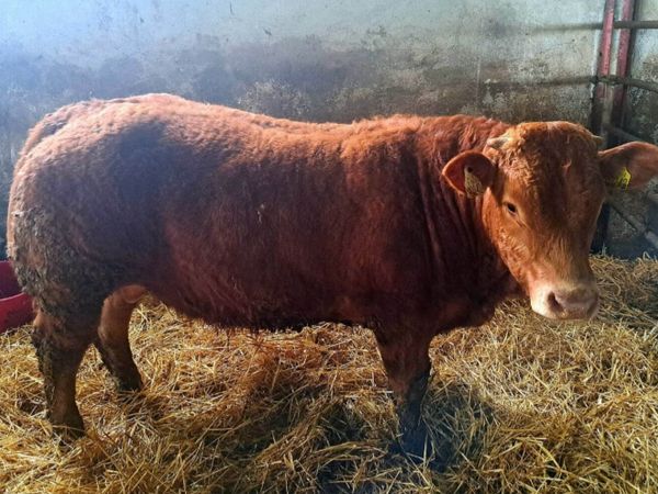 LIMOUSIN BULL ( IDEAL FOR HEIFERS )11 Months old