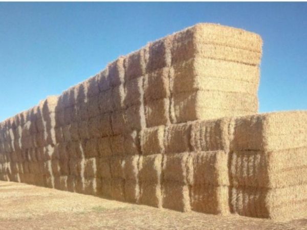 8x4x3 Bales of Barley Straw