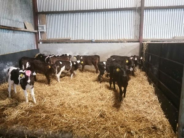 22 Crossbreed Heifers Calves