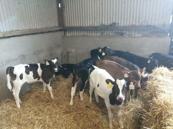 Crossbreed Heifers Calves