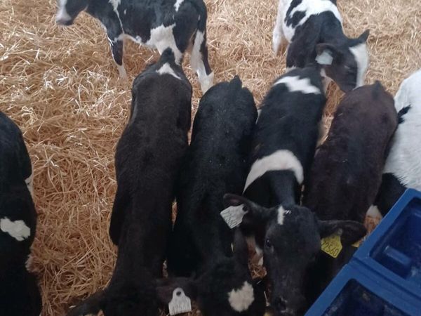 Heifer calves high EBI