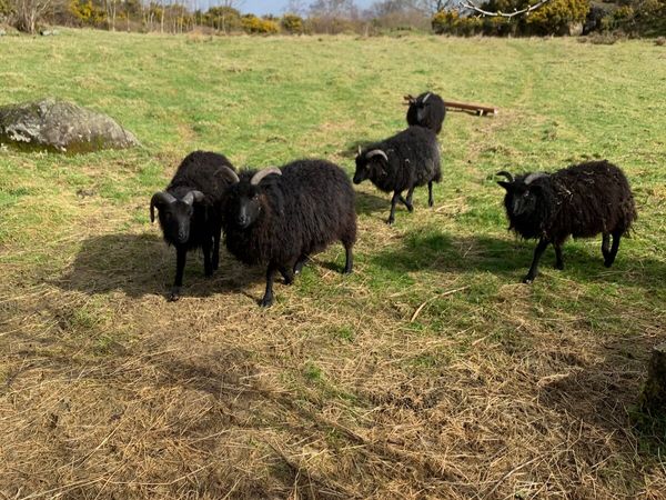 Hebridean sheep for sale