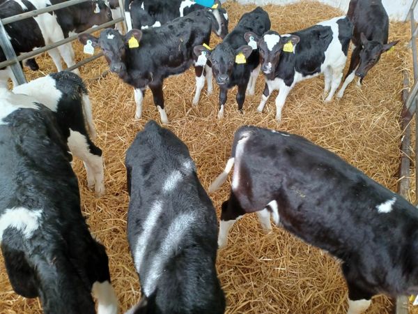 Friesian heifer calves from sexed semen for sale