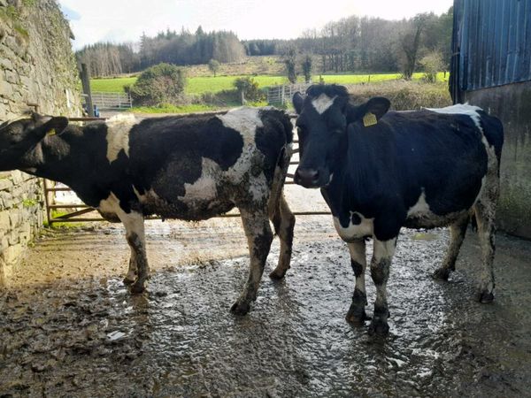 2 Incalf Fresian heifers + 1 incalf cow