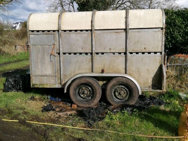 Bateson cows cattle trailer