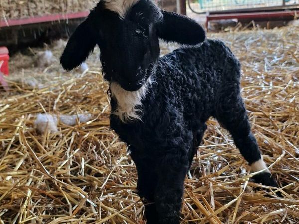 Valais Blacknose X Pet Lamb