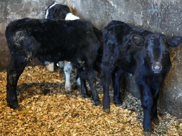 3 Calves for Sale