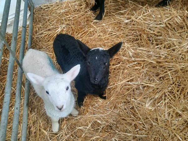 Pet Lambs