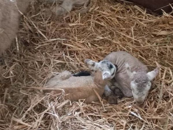 Foster/pet lambs