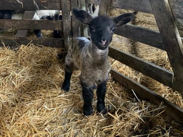Foster lamb for sale