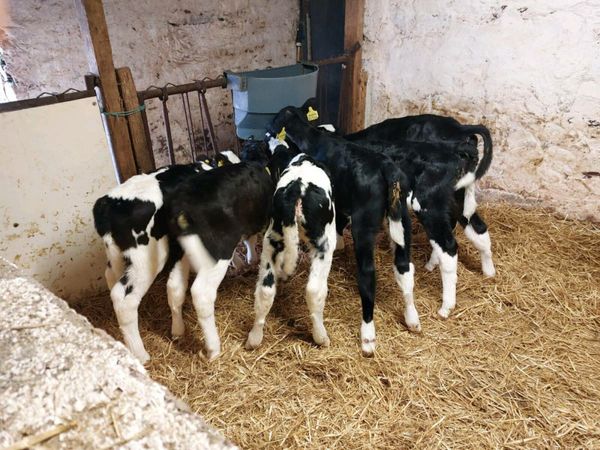 10 freisen heifer calves