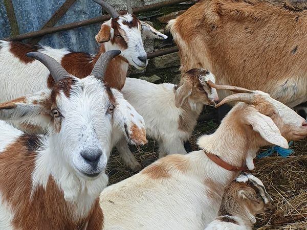 Goats and pet lambs for sale