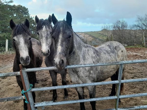 Three Connemara Two Year Old Ponies