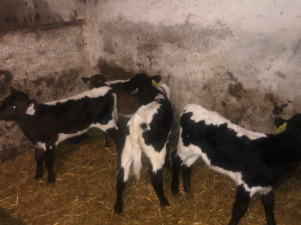 Irish moiled heifer calves