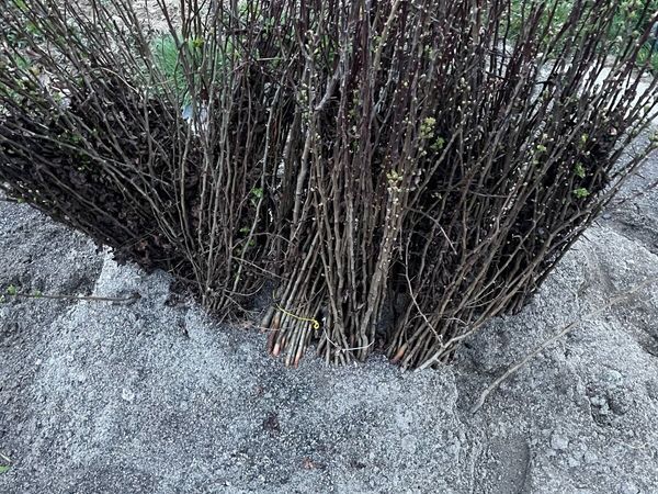 Whitethorn hedging