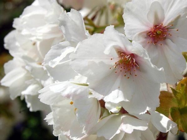 White Cherry trees x 3  - Prunus Shirotae