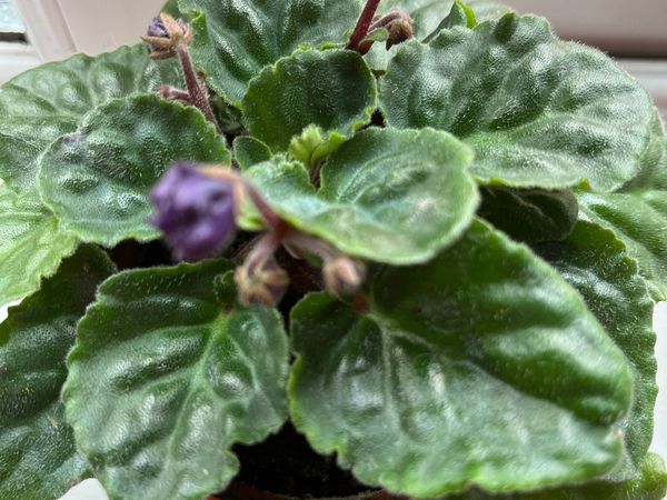 Quick sale of African Violets