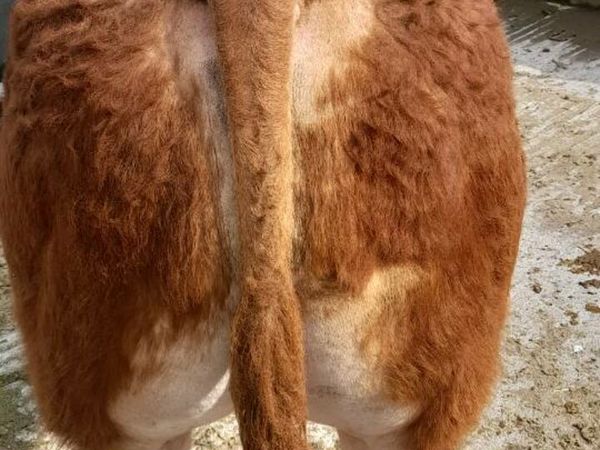 Limousin bull