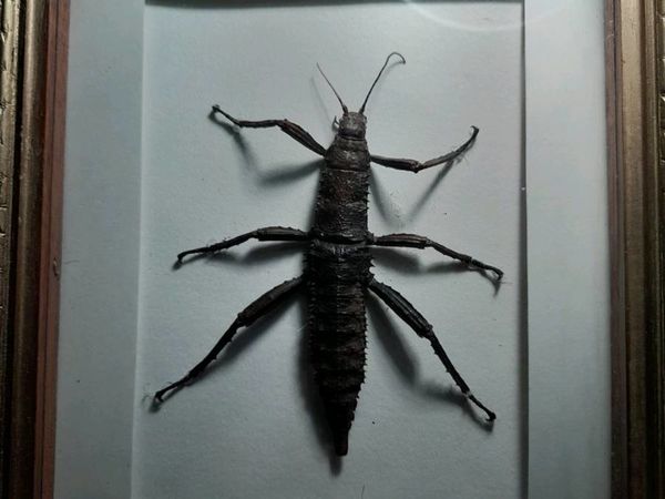 Stick insects taxidermy