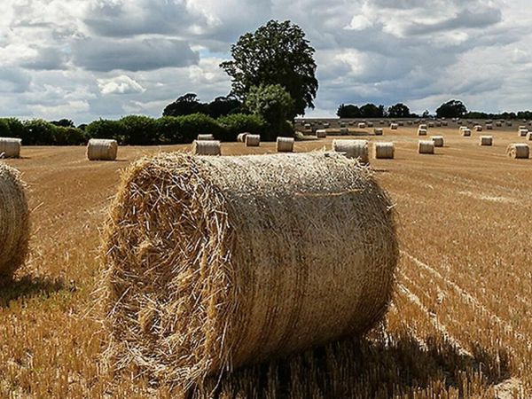 QUALITY MEATH HAY FREE TO TAKE AWAY