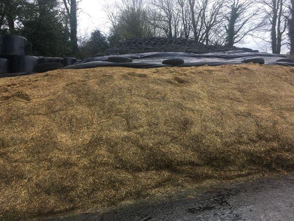Pit Silage