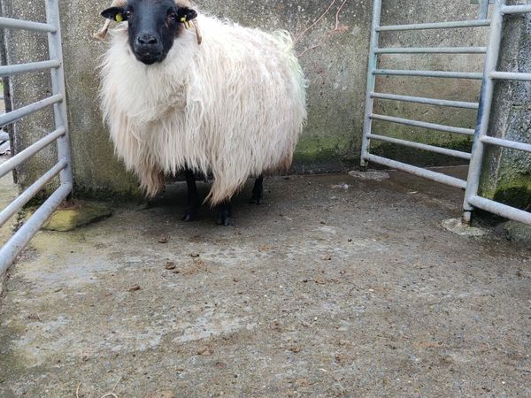 Foster ewe for sale