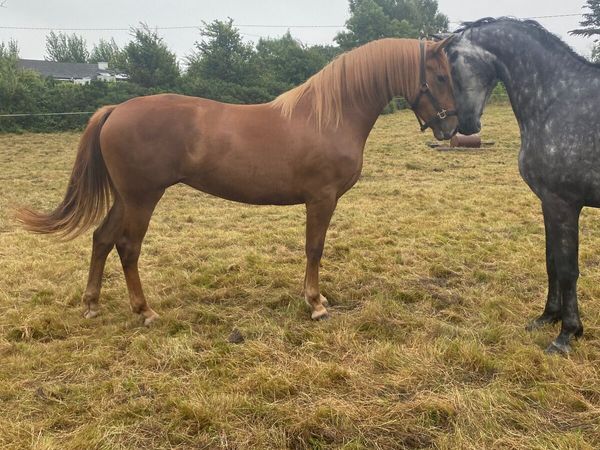 3 year old Irish Sport Horse