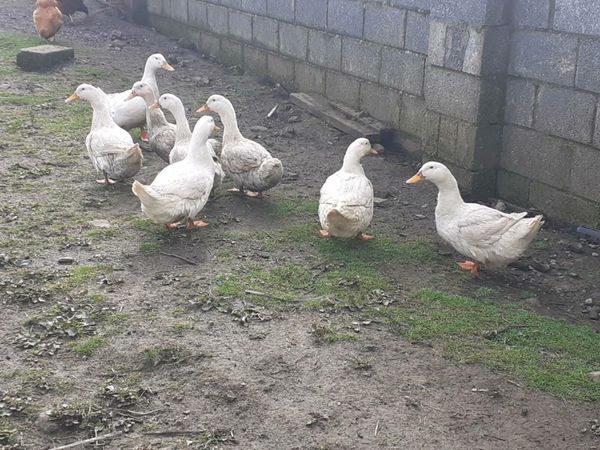 Aylesbury laying ducks
