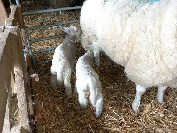 Purebred Hogget with twins