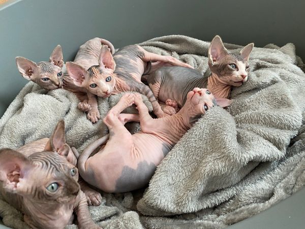 Sphynx kittens (can deliver to Cavan)