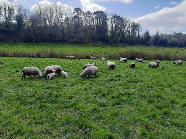 Ewes with Lambs