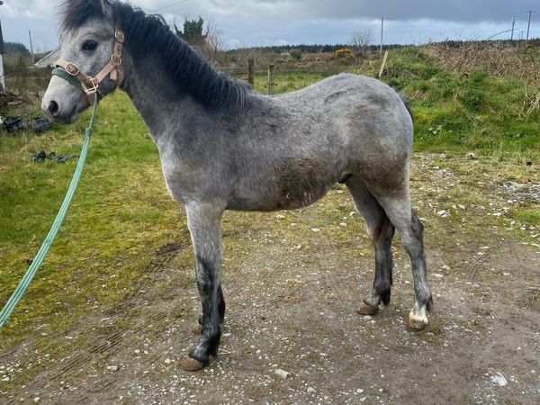 *Connemara Colt foal with Class 1 Performance Bree