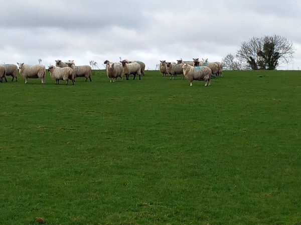 20 hogget ewe lambs