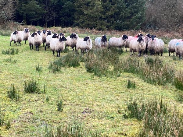 21 Smashing Ewe Lambs