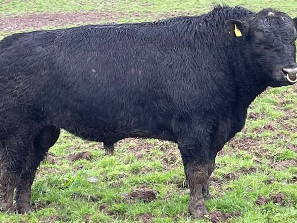 Pedigree Angus bulls for sale Bandon 05 April