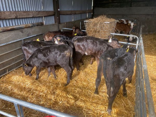 10 Proper 5-6 week old Angus heifer calves