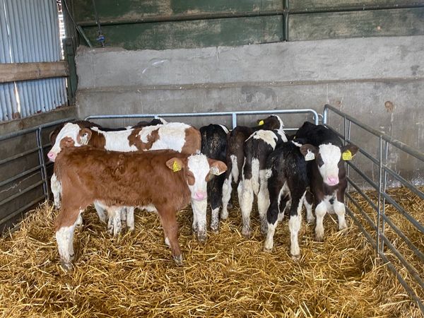 10 Proper 6-7 week old Simmental bull calves