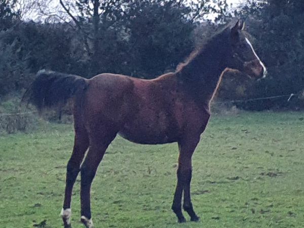 Yearling Filly