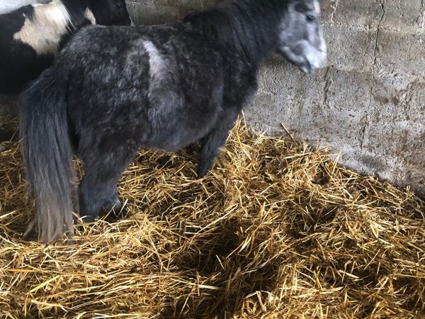 Grey Shetland pony heavy in foal
