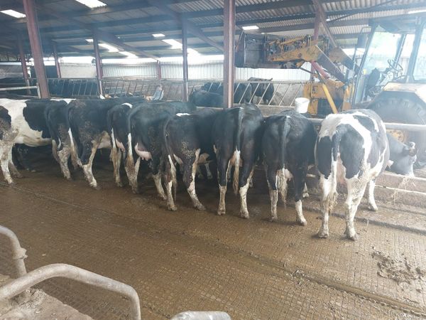 Calved and in calf heifers