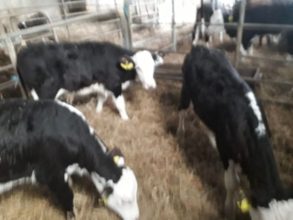 Hereford Calves