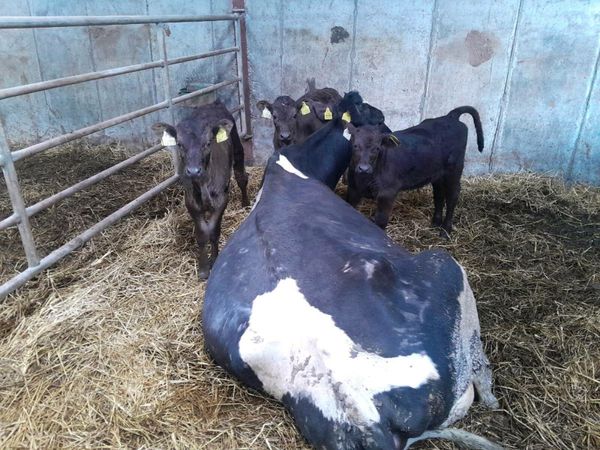 Friesian  cow rearing calves