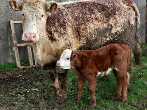 Roan Cow & Calf