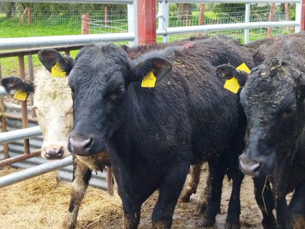 Lovely Angus and Hereford heifers for sale