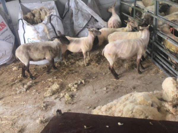 Sheep Shering Kildare Wicklow
