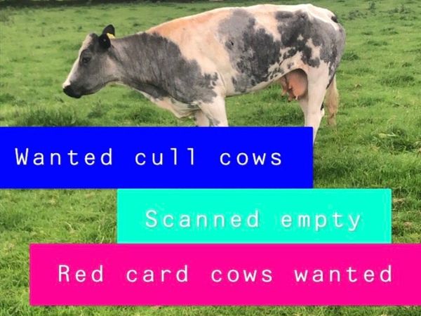 Cull cows lame thin old