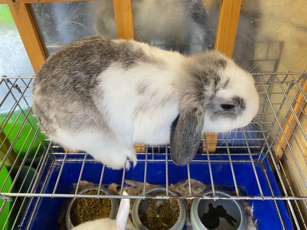 Mini lop Rabbits for adoption