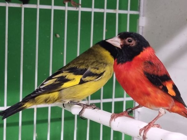 Goldfinch/Greenfinch/Siskins