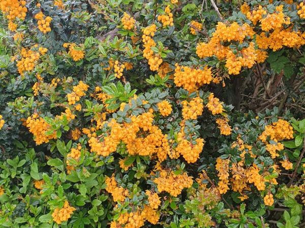 Orange Berberis Evergreen Hedging